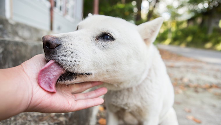 Dog licking human's hand