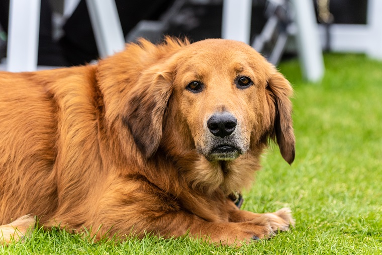 Patient mixed breed Golden Retriever and Basset Hound dog resting on park grass with adorable expression on furry face.