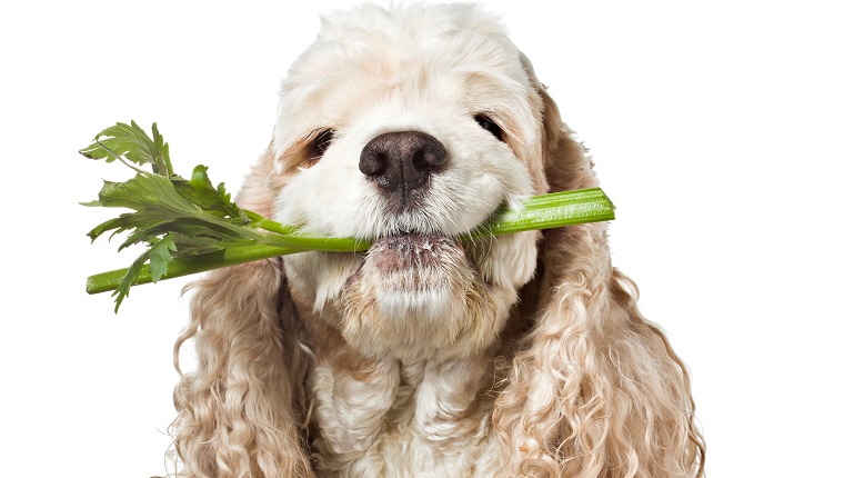 "A close up of an overfed American Cocker Spaniel who has been placed on a diet by his veterinarian, he is sitting down and unhappily holding a stalk of green celery in his mouth. Isolated on white."