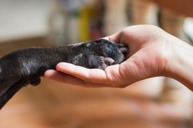 Woman hand holding paw of black dog. Animal and human friendship concept.