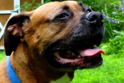 Roxy, a Boxer Rottweiler mix rescue dog in her new home