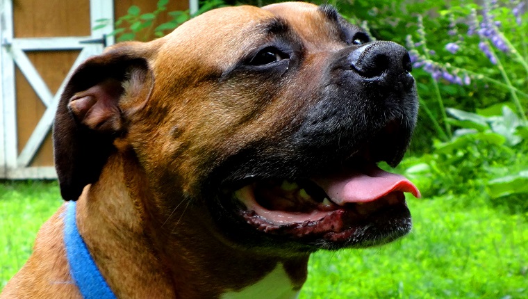 Roxy, a Boxer Rottweiler mix rescue dog in her new home