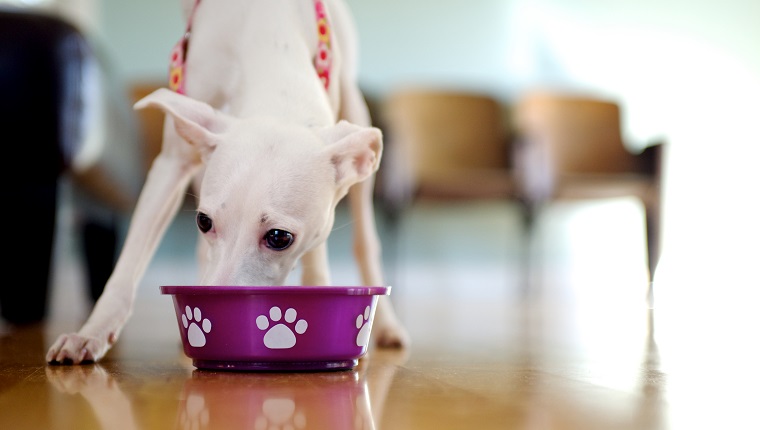 A white Italian greyhound eating from a purple dog dish or bowl.