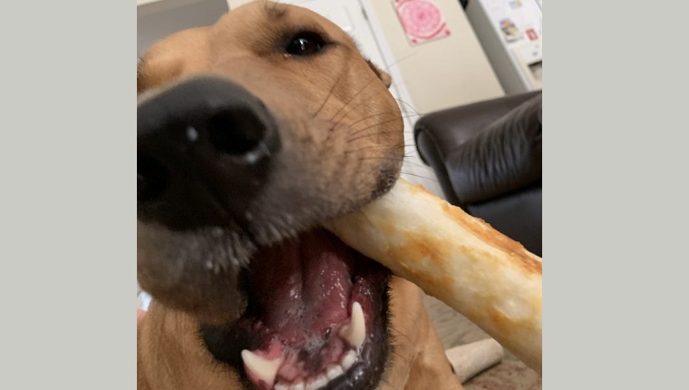 archer tries pork flavored chew