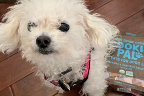 Leia the dog waits for a Cookie Pal treat