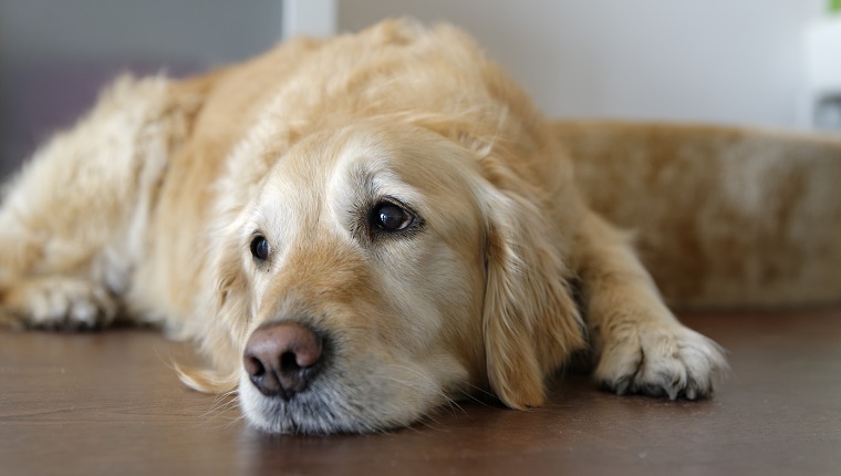 Tired Golden Retriever lying on wooden floor