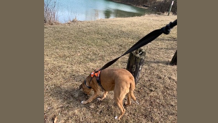 archer by stump with harness