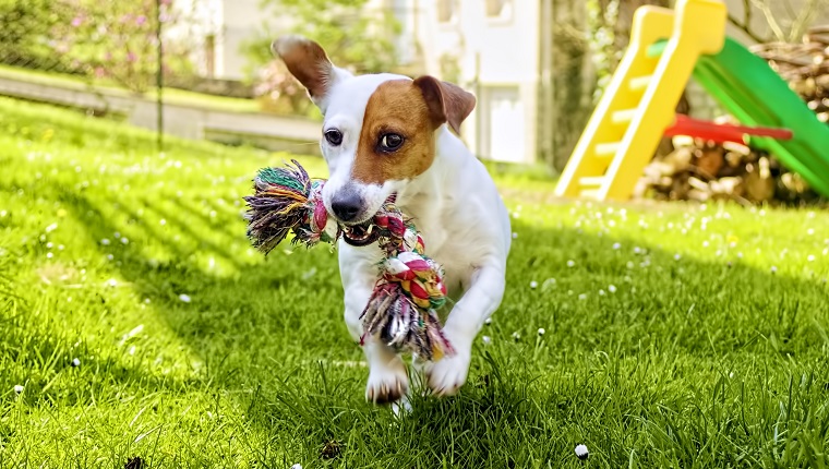 Jack RussellTerrier running in the garden with a toy in her mouth.