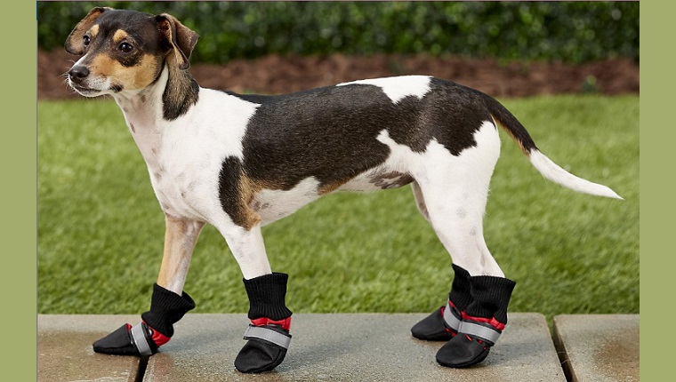 dog boots