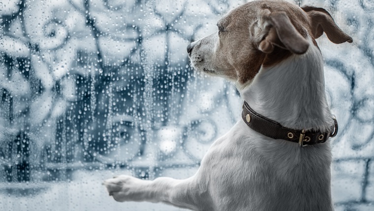 jack russel dog at window watching the bad and cold rain and rainy weather looking sad