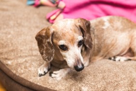 Old chihuahua-dachshund mixed dog resting on a dog bed.