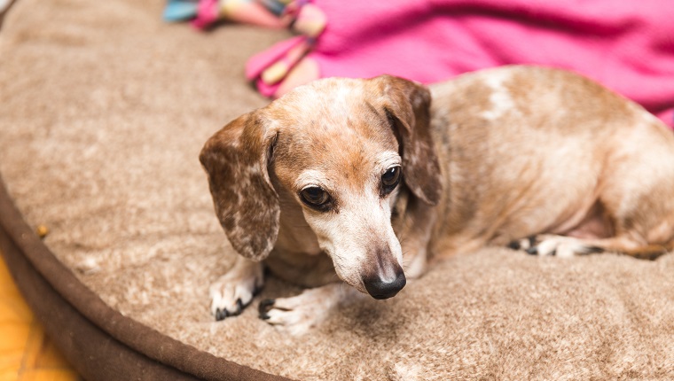 Old chihuahua-dachshund mixed dog resting on a dog bed.