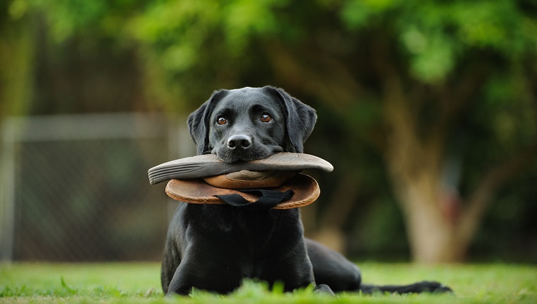 Dog Carrying Flip-Flop In Mouth While Sitting On Field