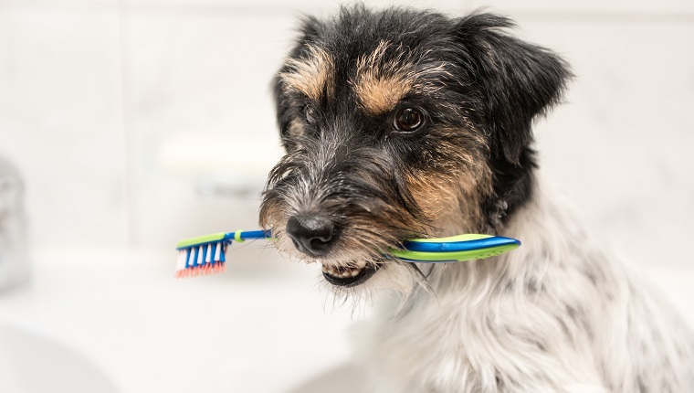 Dog sits with toothbrush in bathroom sink - Jack Russell Terrier