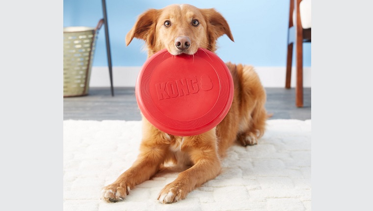 dog frisbee