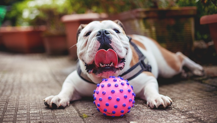 Close-Up Of english bulldog Puppy Lying Down On Gravel