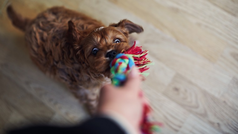 Puppy and owner playing tugging on rope toy