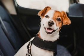 cute small jack russell dog in a car wearing a safe harness and seat belt. Ready to travel. Traveling with pets concept