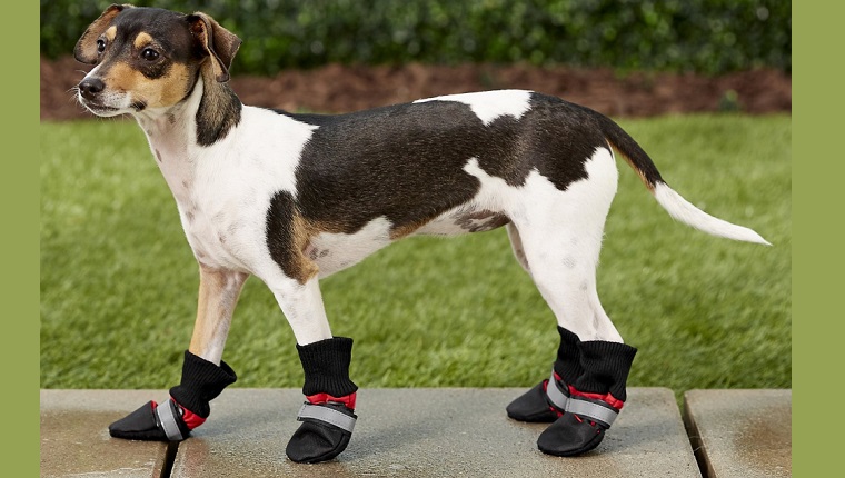 dog boots