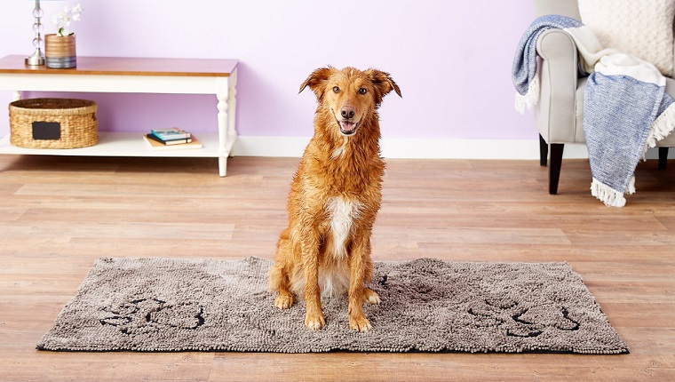 dog on doormat