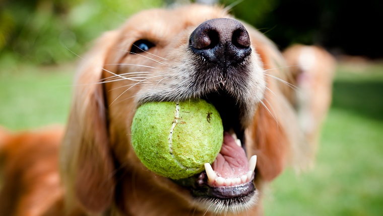 A close-up shot of a Golden Retriever with a yellow tennis ball in her mouth.