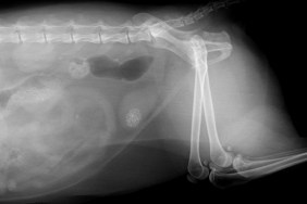 MUNICH, GERMANY - FEBRUARY 23: x-ray image of a stone in the urinary bladder of a dog on February 23, 2011 in Munich, Germany.