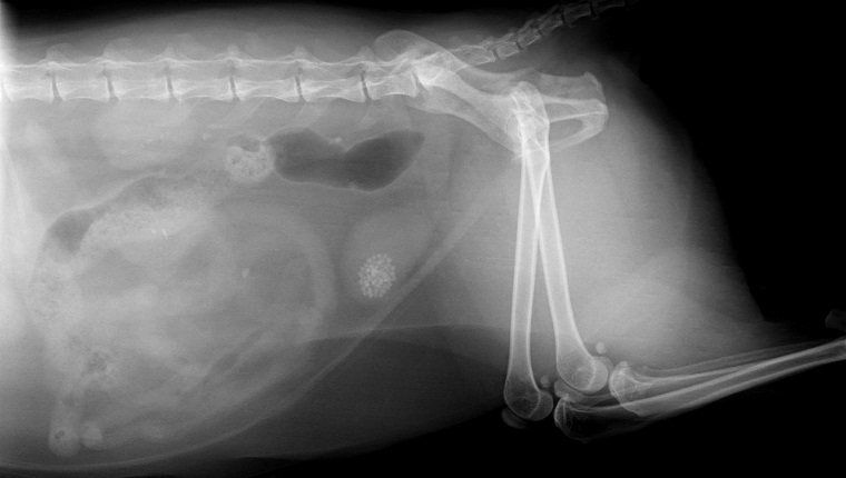 MUNICH, GERMANY - FEBRUARY 23: x-ray image of a stone in the urinary bladder of a dog on February 23, 2011 in Munich, Germany.