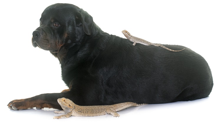 Pogona vitticeps and rottweiler in front of white background