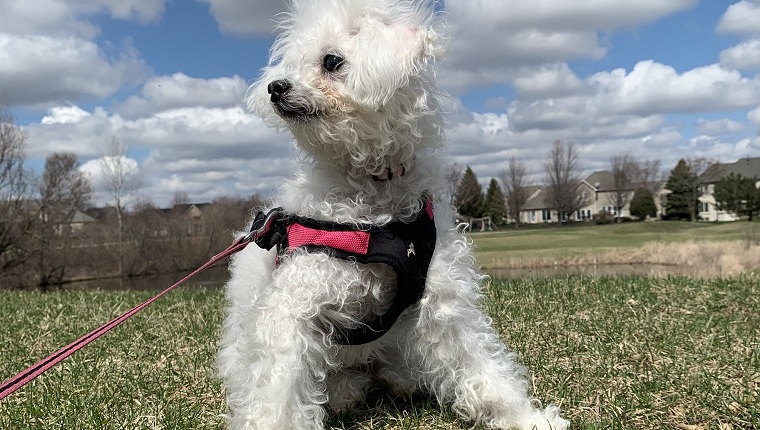 leia the dog, spring photo shoot