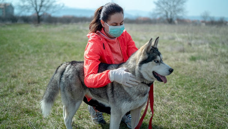 Woman wearing a protective mask is walking alone with a dog outdoors because of the corona virus pandemic covid-19