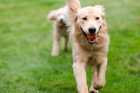 Two full size dogs play fetch the ball together