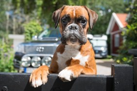 Portrait of boxer dog