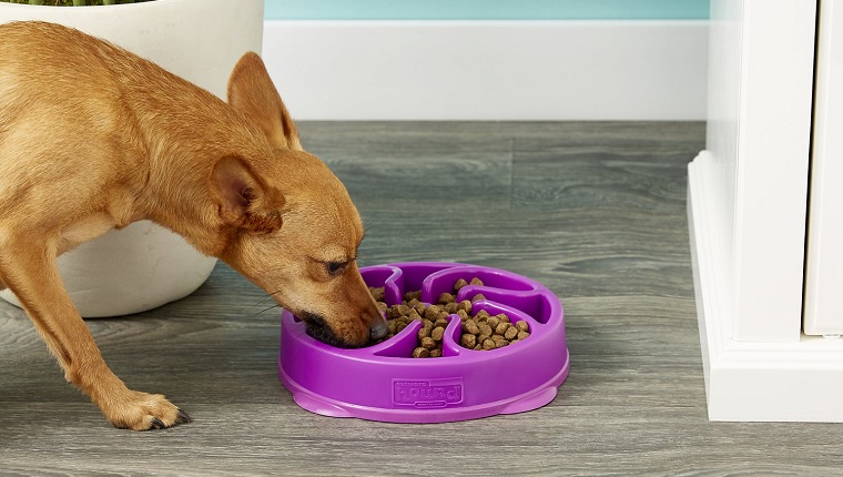 Feeder Interactive Dog Bowl