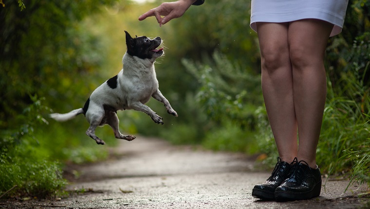 chihuahua dog funny jumping for a treat