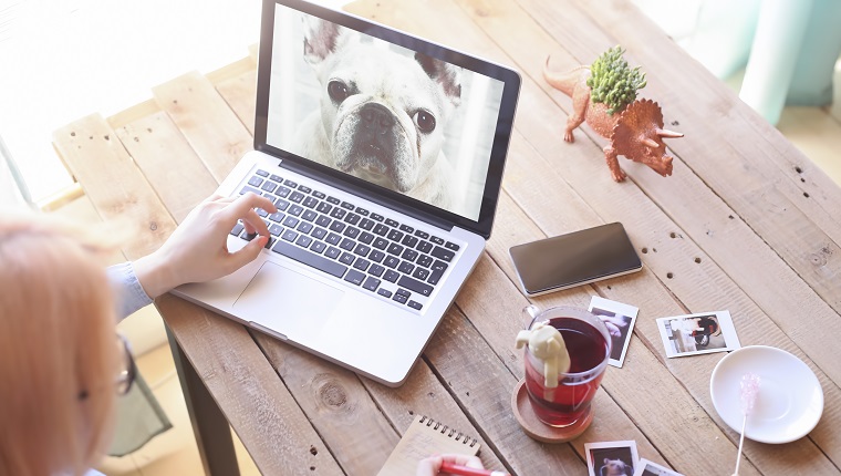 Woman looking at photo of dog on laptop