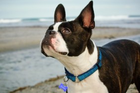 Dog Looking Up While Standing At Beach Against Sky