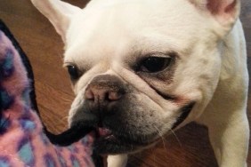 french bulldog playing with toy