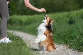 Training Dog