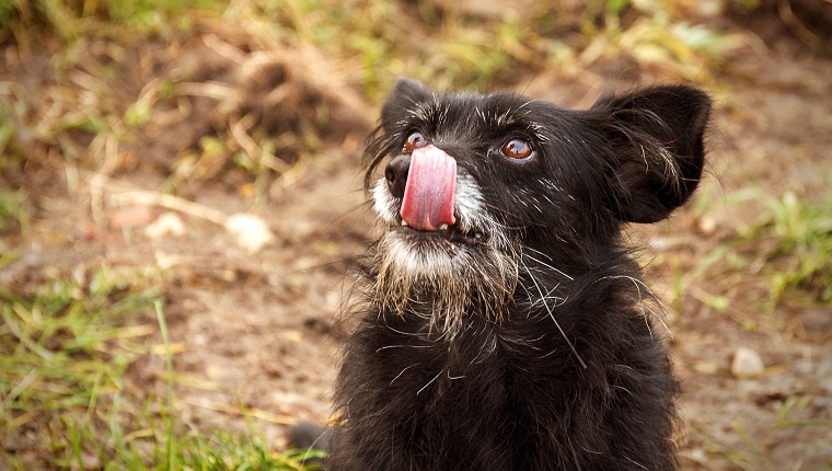 Hungry alone old black dog is looking to food - selective focus