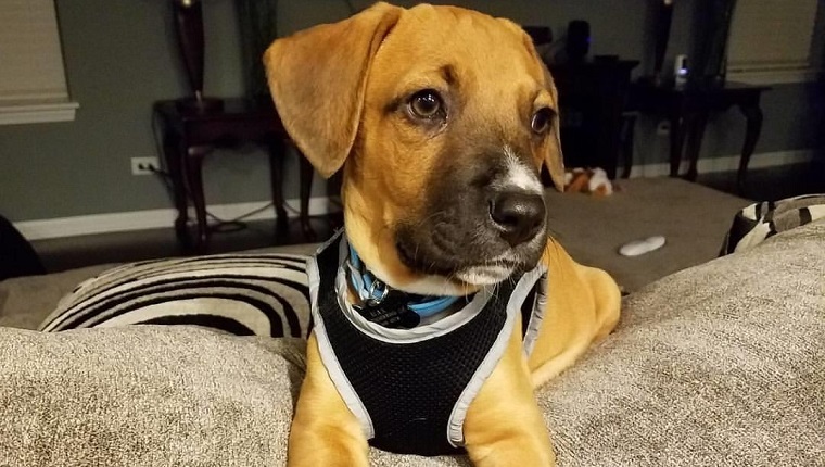 dogs helping er nurse mom