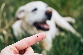 Close-up view of tick on human finger against dog lying in grass.