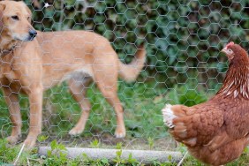 brown hen and brown dog out staring each other