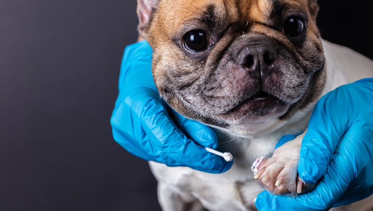 veterinarian medicine on wound paw French bulldog