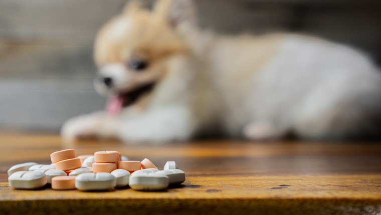 veterinary medicine, pet, animals, health care concept - focus on yellow pills, tablets with blur Pomeranian dog sitting on white background, isolate.