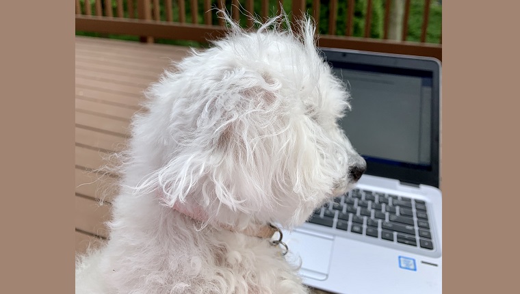 Leia outside while mom works on computer