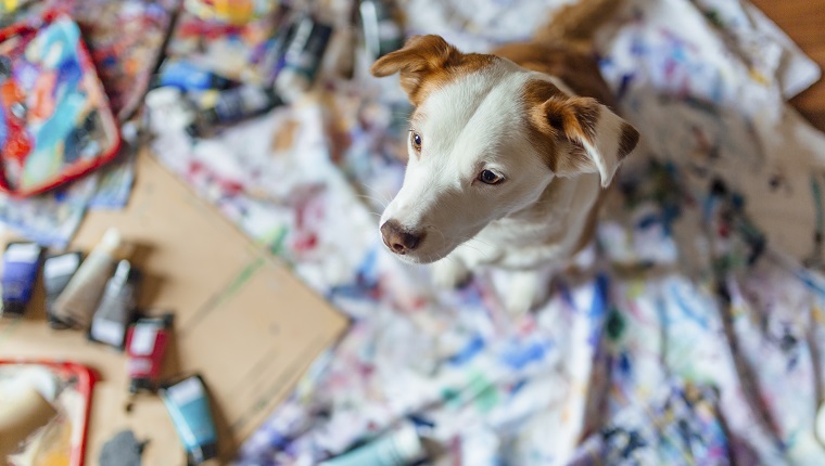 Small dog sitting on the floor covered in rags with paint on it