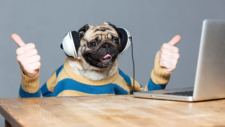 Funny pug dog with man hands in striped sweater in headphones with laptop showing thumbs up over grey background