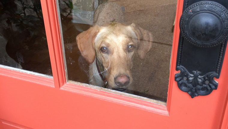 Portrait Of Dog Looking Through Glass Door