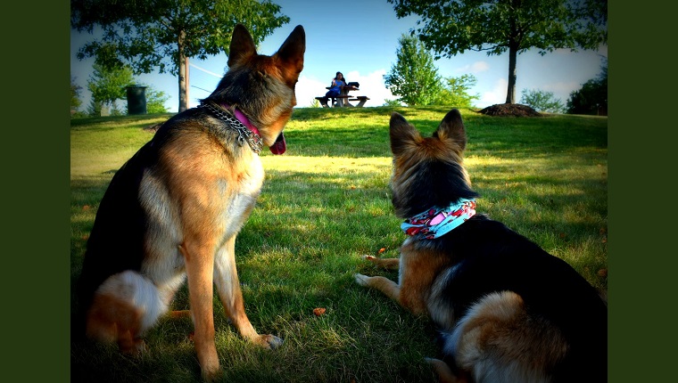 dogs in the park