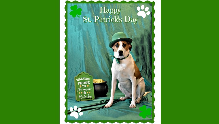 dog posing for saint patrick's day shoot